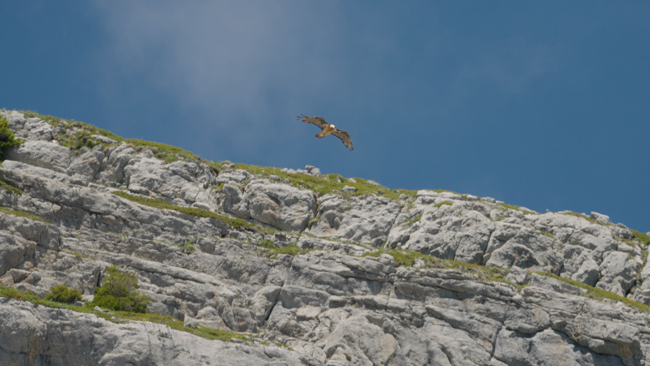 Bird in flight past the cliffs