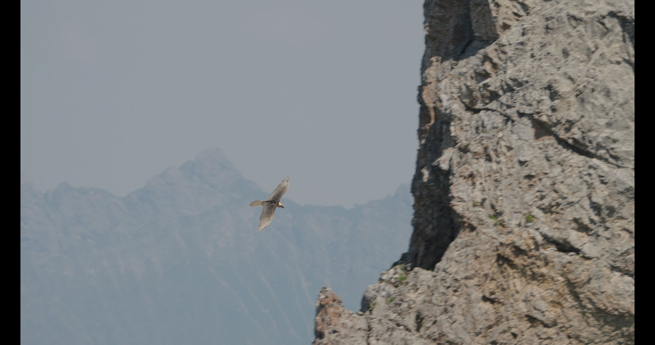 Pelican in flight — placeholder image